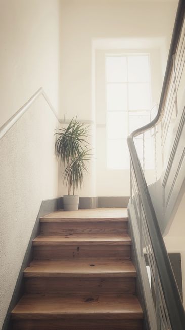 The image depicts a narrow, well-lit staircase inside a residential property, with wooden steps and a black metal handrail on the right side. On the left, a potted indoor plant with long, slender gree